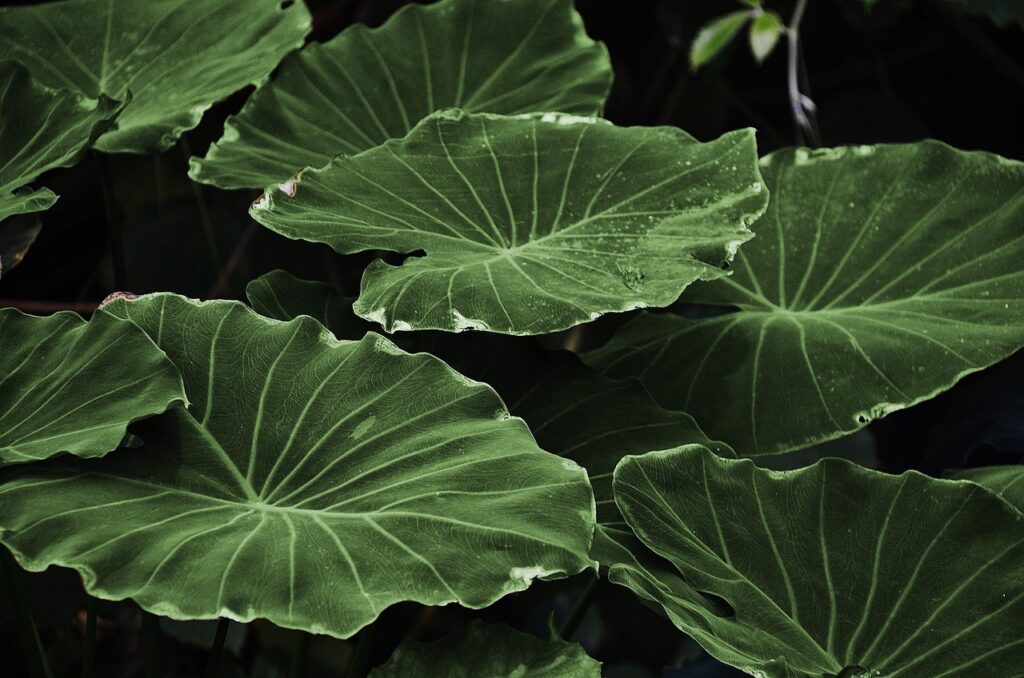 leaves, plant, lotus leaves-318743.jpg