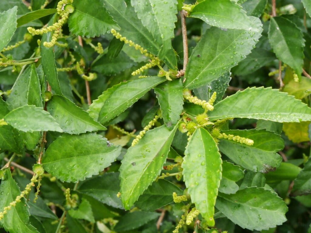 Acalypha siamensis — Teh-tehan