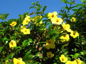 Allamanda sp. — Alamanda