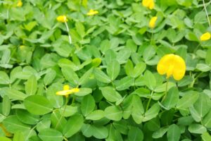 Arachis Pintoi — Kacang Hias