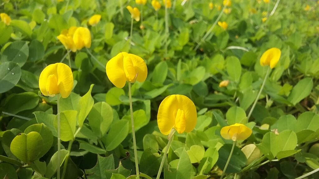 Arachis pintoi — Kacang Hias (ajarbudidaya.blogspot.com)