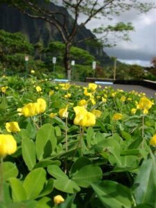 Arachis pintoi — Kacang Hias (davesgarden.com)