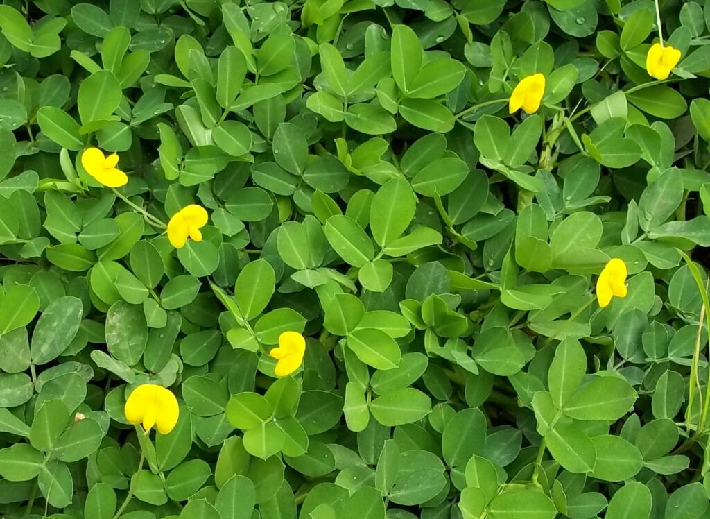 Arachis pintoi — Kacang Hias (efloraofindia.com)