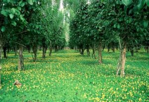 Arachis pintoi — Kacang Hias (informedfarmers.com)