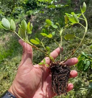 Arachis pintoi — Kacang Hias (nrcs.usda.gov)