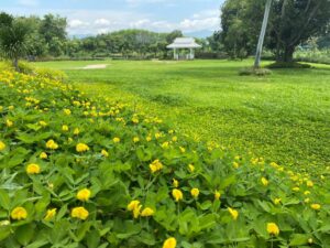 Arachis pintoi — Kacang Hias (petfriendlythailand.com)