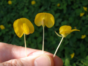 Arachis pintoi — Kacang Hias (phytoimages.siu.edu)