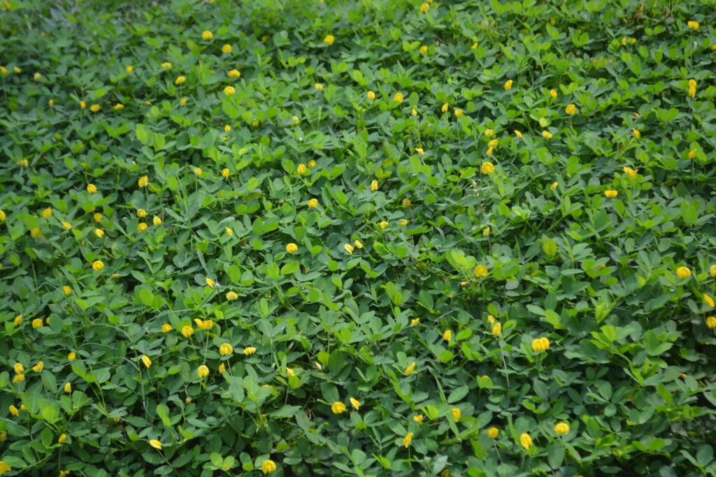 Arachis pintoi — Kacang Hias (planterandforester.com)