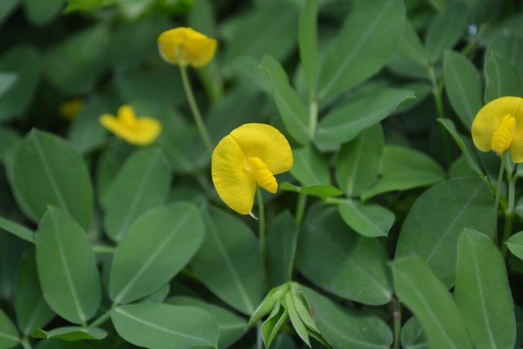 Arachis pintoi — Kacang Hias (planterandforester.com)