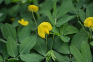 Arachis pintoi — Kacang Hias (planterandforester.com)