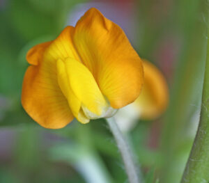 Arachis pintoi — Kacang Hias (plantsam.com)