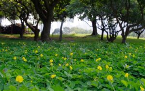Arachis pintoi — Kacang Hias (windowsobserver.com)