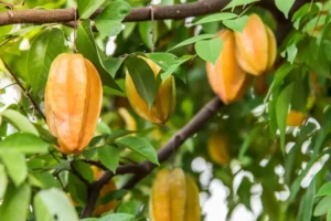 Averrhoa carambola — Pohon Belimbing