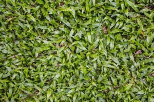 Axonopus compressus — Rumput Gajah Mini (animalia-life.club)