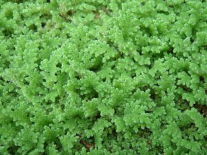 Azolla sp. — Pakis Air