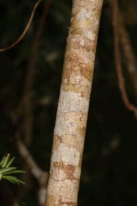 Batang Kacapiring (powo.science.kew.org)
