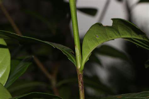 Batang Kacapiring (powo.science.kew.org)