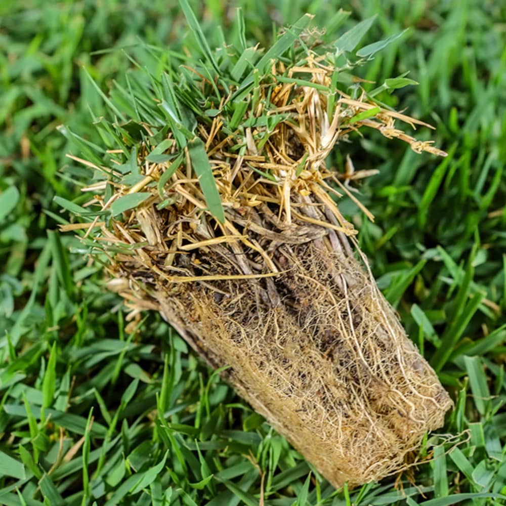 Zoysia japonica — Rumput Jepang (ar.inspiredpencil.com)