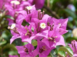 Bougainvillea sp. — Bunga Kertas (pixabay.com)