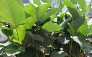 Calathea Lutea — Kalatea