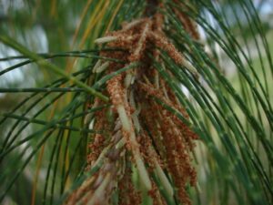 Casuarina-Casuarina-Equisetifolia (laregaderaverde.com)