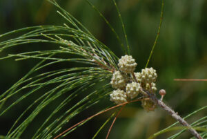 Casuarina equisetifolia — Pohon Cemara (blogspot.com)