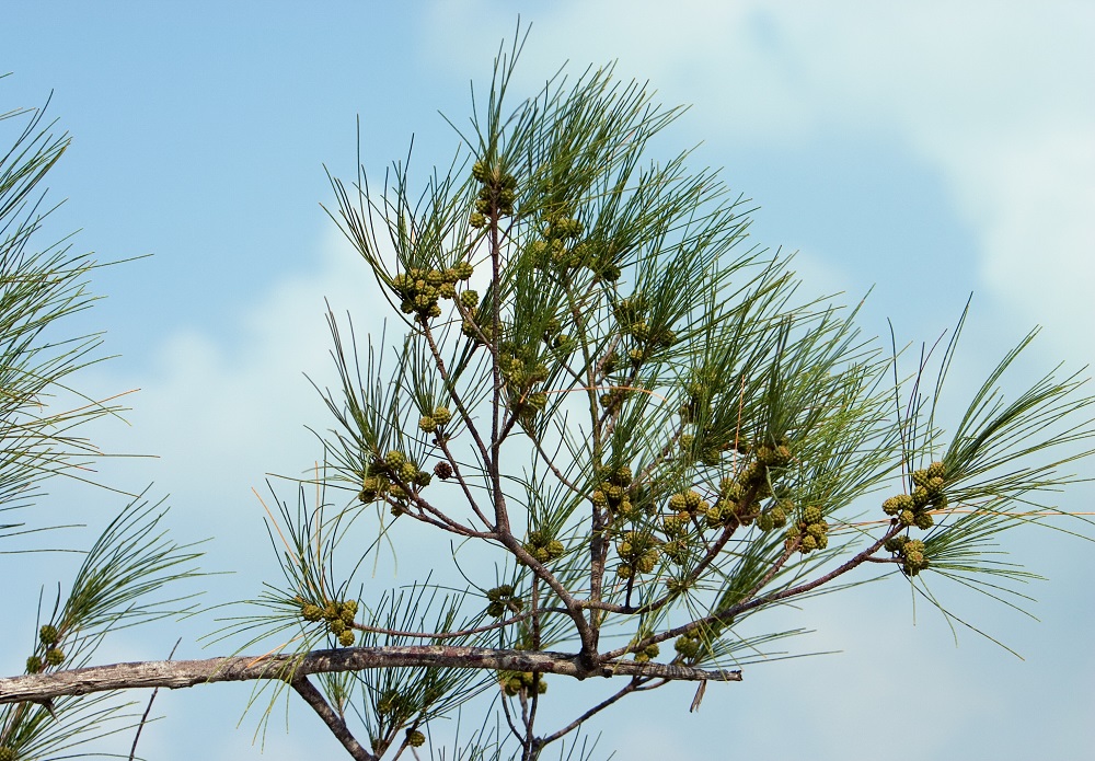 Casuarina equisetifolia — Pohon Cemara (bonsai-bci.com)