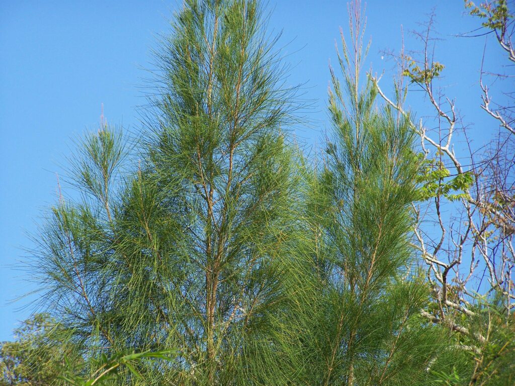 Casuarina equisetifolia — Pohon Cemara (eddmaps.org)