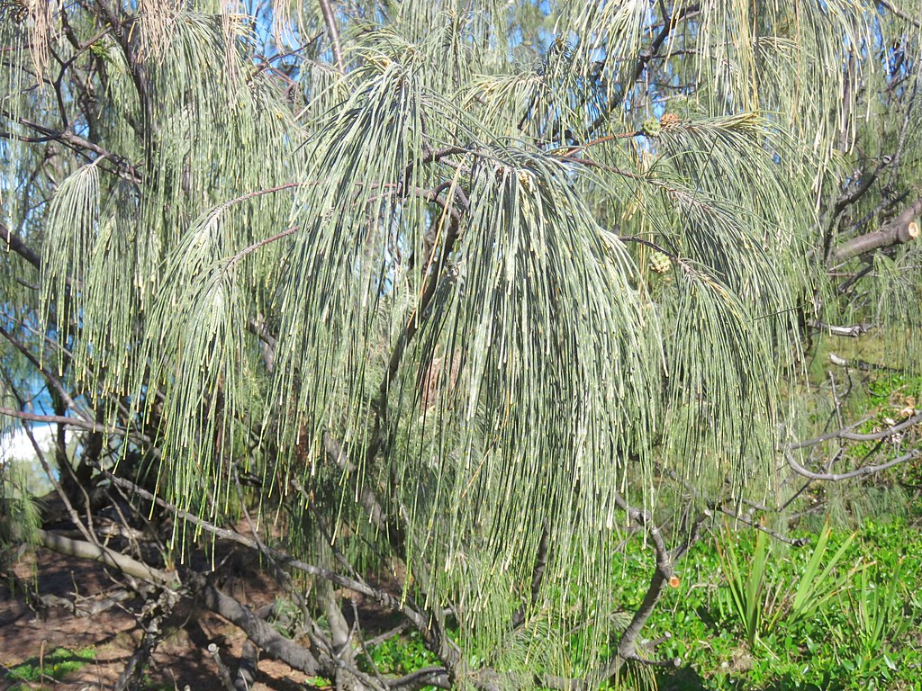 Casuarina equisetifolia — Pohon Cemara (flickr.com )