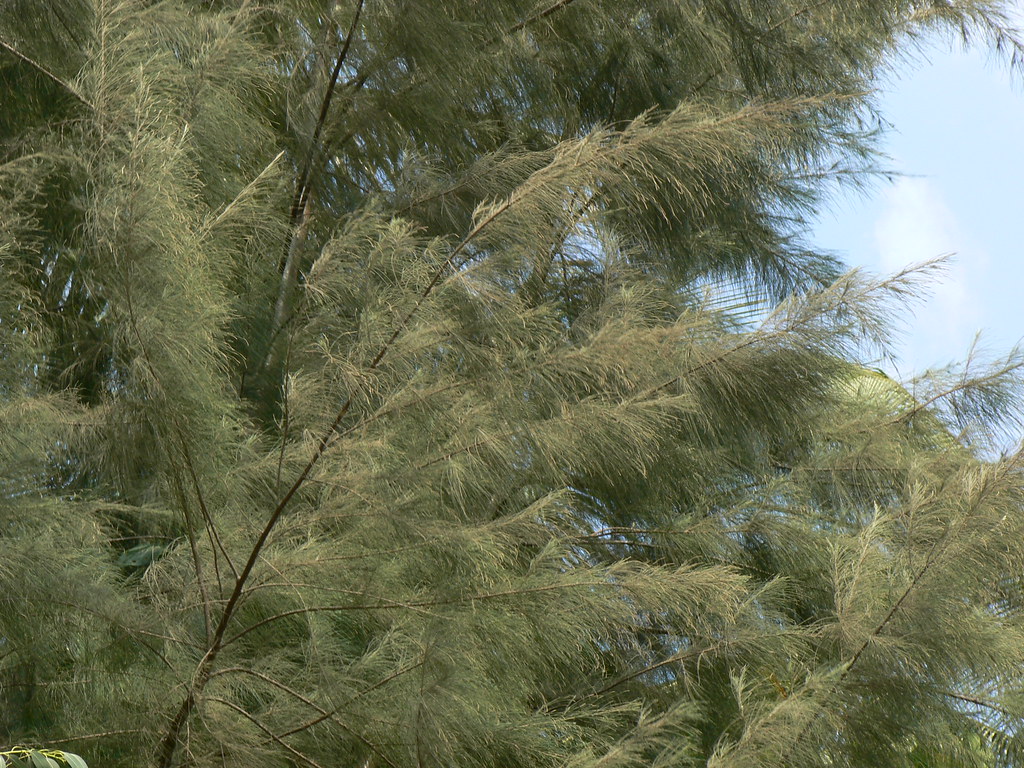 Casuarina equisetifolia — Pohon Cemara (flickriver.com)