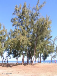 Casuarina equisetifolia — Pohon Cemara (inpn.mnhn.fr)