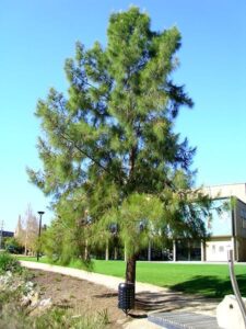 Casuarina equisetifolia — Pohon Cemara (jardineriaon.com)