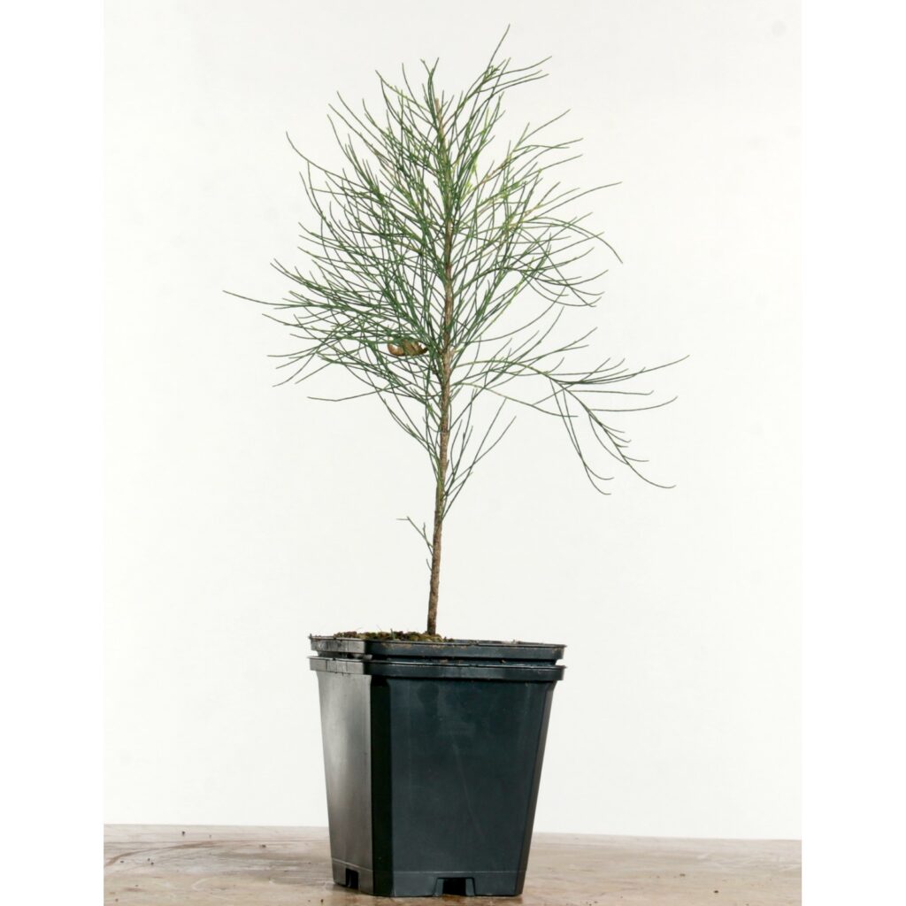 Casuarina equisetifolia — Pohon Cemara (kenshobonsaistudio.com)