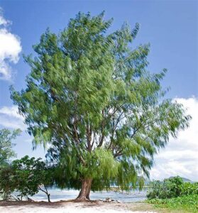 Casuarina equisetifolia — Pohon Cemara (photomazza.com)