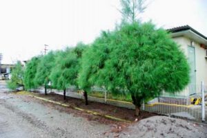 Casuarina equisetifolia — Pohon Cemara (plantamor.com)