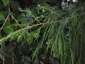 Casuarina equisetifolia — Pohon Cemara (powo.science.kew.org)