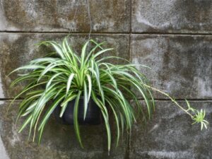 Chlorophytum comosum — Spider Plant
