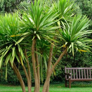 Cordyline australis — Pandan Bali