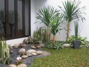 Cordyline australis — Pandan Bali (pinterest)