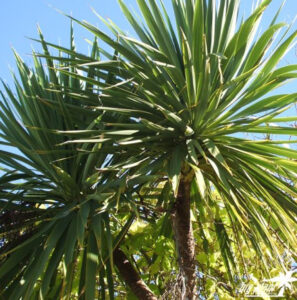Cordyline australis — Pandan Bali (damheadnursery.co.uk)