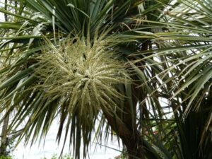 Cordyline australis — Pandan Bali (dengarden.com)