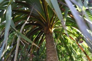 Cordyline australis — Pandan Bali (fjpower.forumgratuit.org)