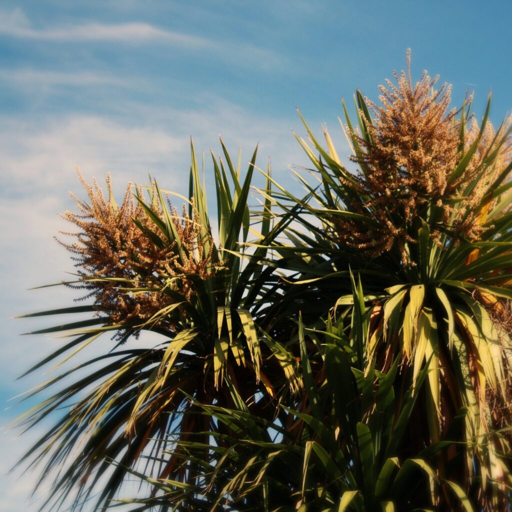 Cordyline australis — Pandan Bali (gardengeek.net)