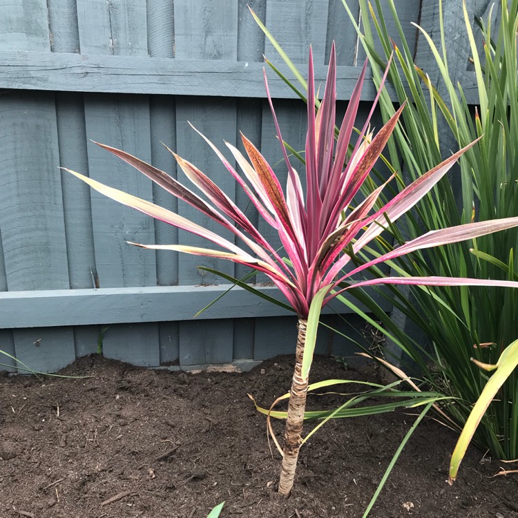 Cordyline australis — Pandan Bali (gardentags.com)