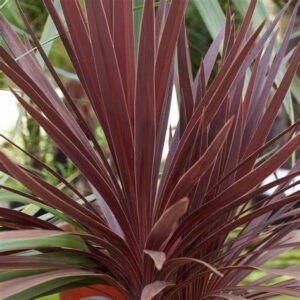 Cordyline australis — Pandan Bali (maryflower.co.nz)