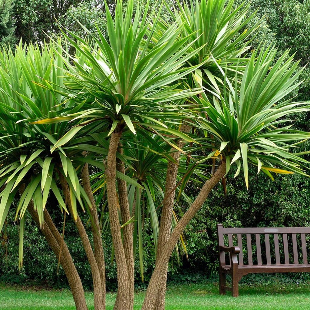 Cordyline australis — Pandan Bali (pinterest)