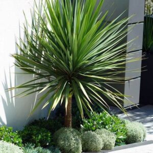 Cordyline australis — Pandan Bali (pinterest)