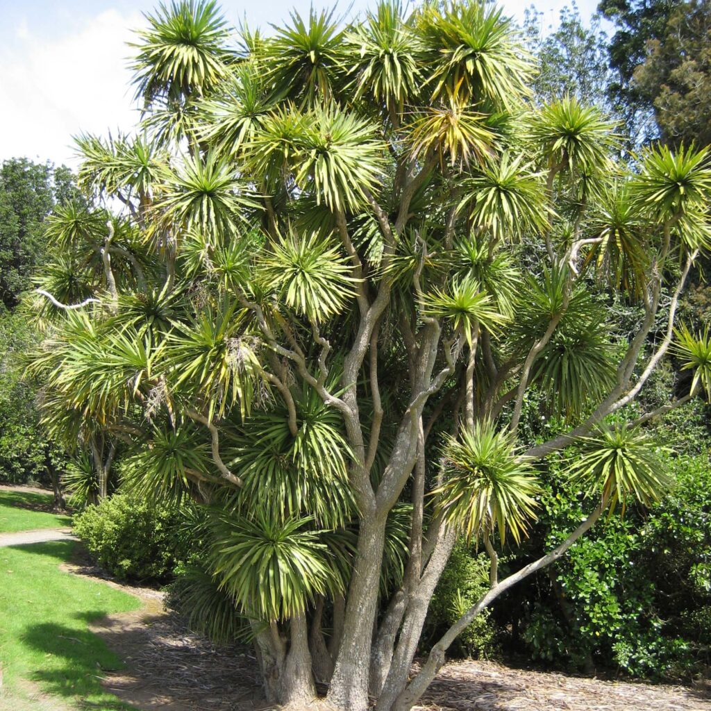 Cordyline australis — Pandan Bali (promessedefleurs.com)