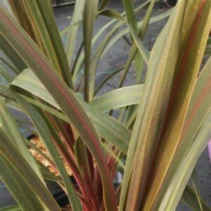 Cordyline australis — Pandan Bali (promessedefleurs.com)