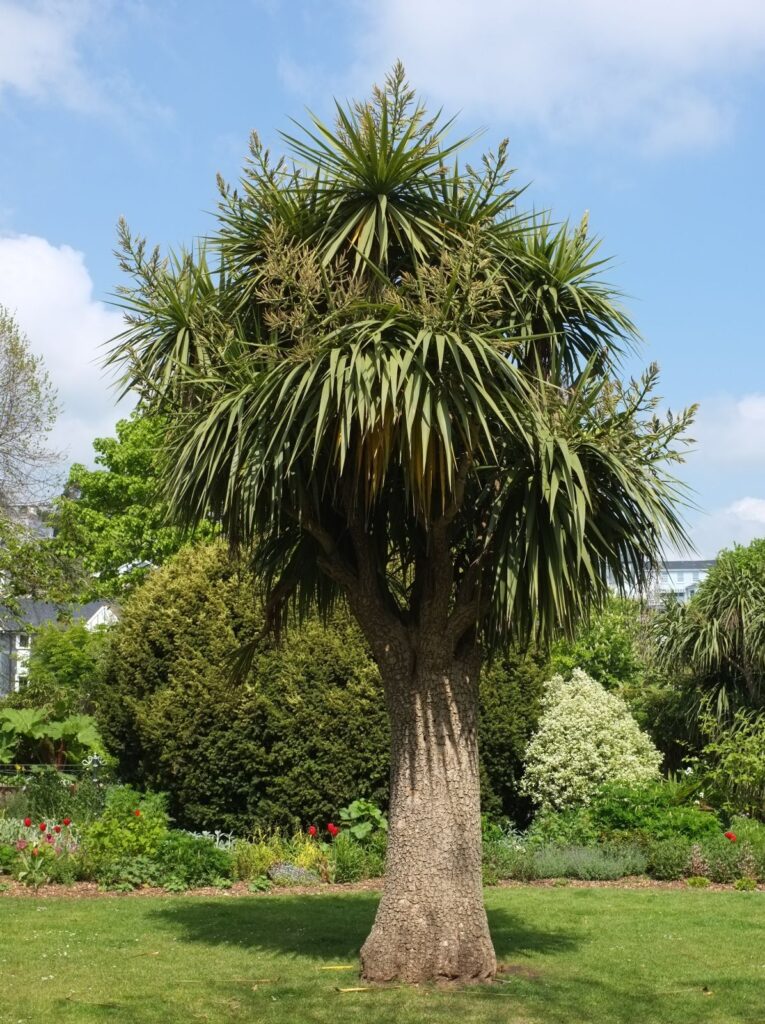 Cordyline australis — Pandan Bali (treesandshrubsonline.org)